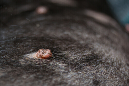 do dog warts grow