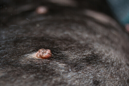 A skin lesion on a black dog.