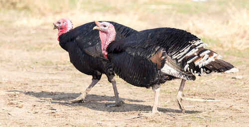 The Diet of the Domestic Turkey