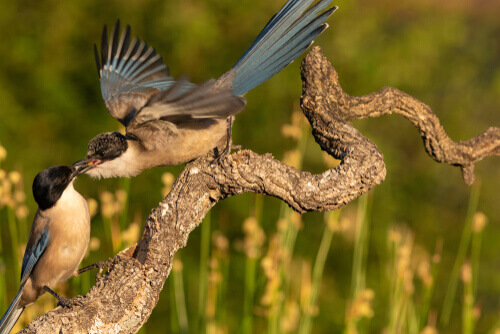 A bird feeding another.