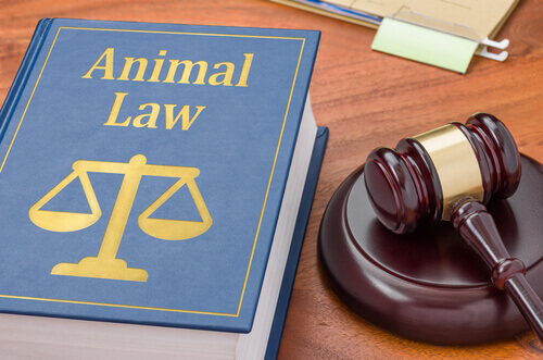 Animal Lawyer - Why Would a Pet Need One?