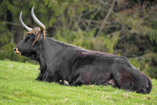 A bovine lying on the grass.