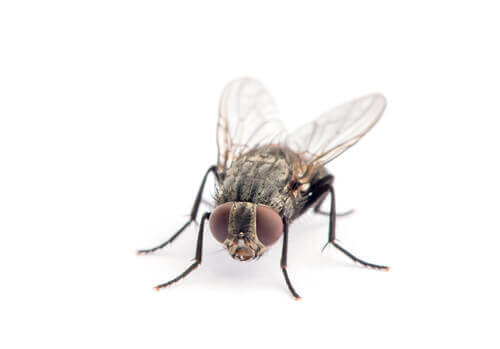 The Lifecycle of a Common Housefly