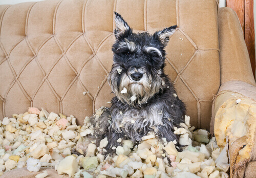 A dog after destroying a couch.