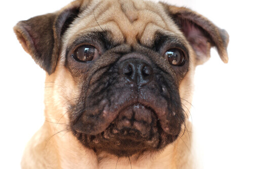 Characteristics and Treatments for Acne in Dogs