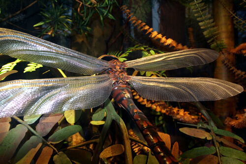 The Giant Insects that Once Ruled the Planet