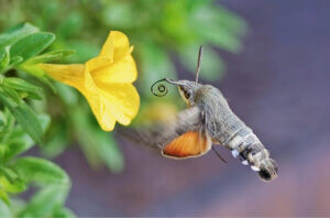 The Role of the Hummingbird Hawk-moth in Pollination