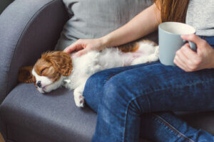 Reasons Why a Pet May Become Unconscious