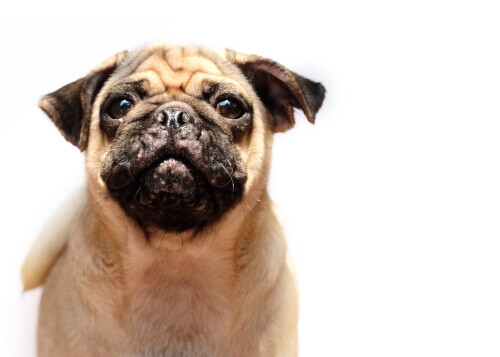 A Pug with skin problems.