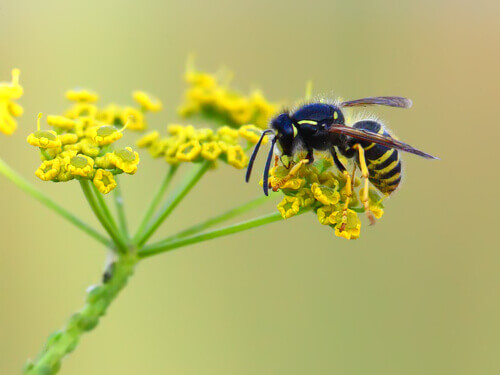 A wasp on a flower.