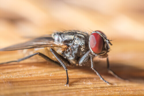A young housefly.