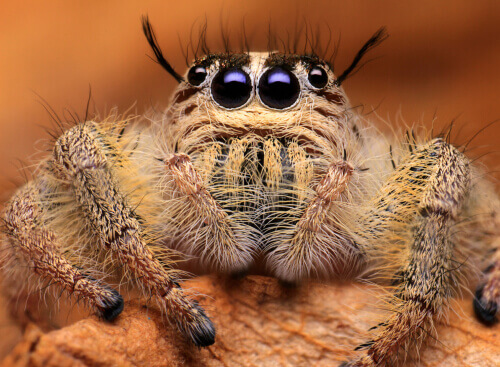 En bedårende furry edderkopp.