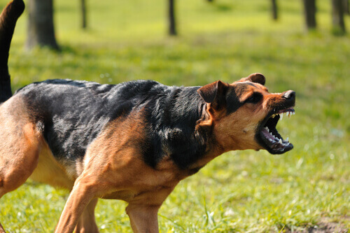 An aggressive dog.