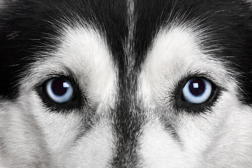 A closeup of a Husky.