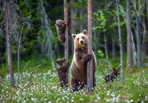 Three bears in the forest.