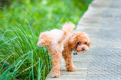Proteinuria in Dogs: What Is It?