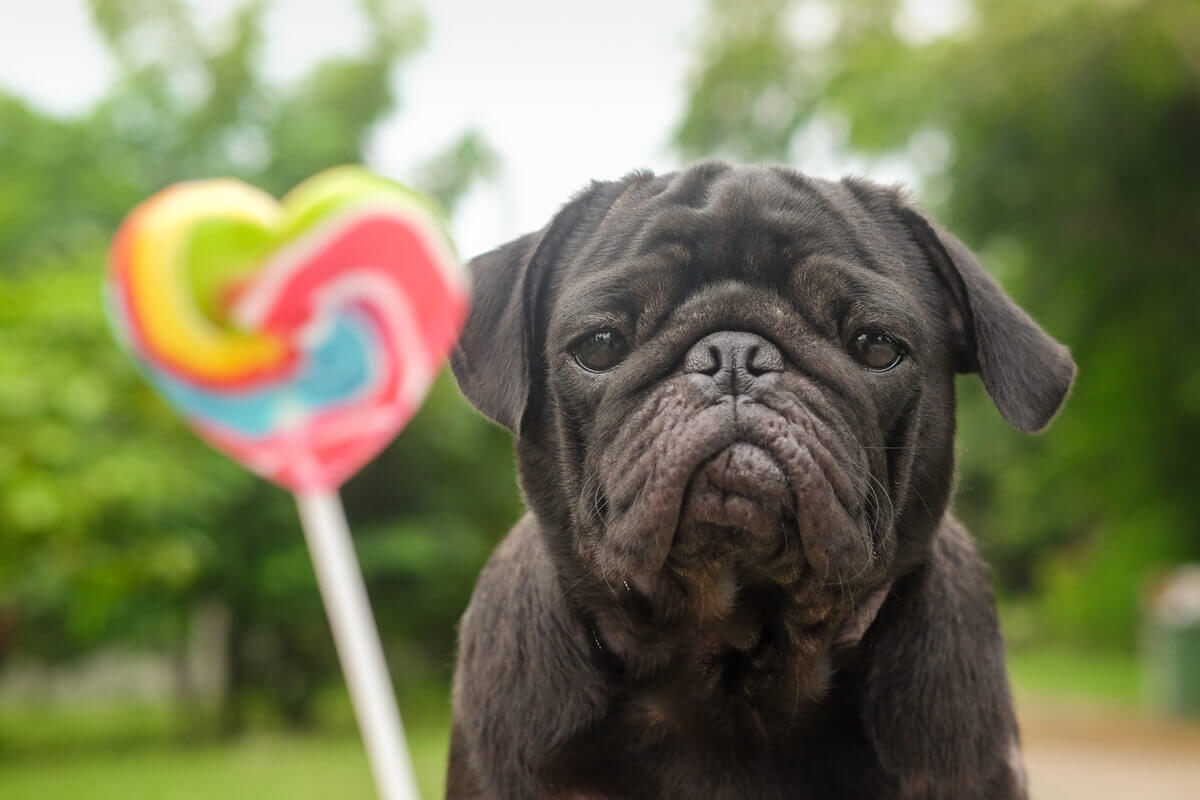 A dog looking at a lollipop.