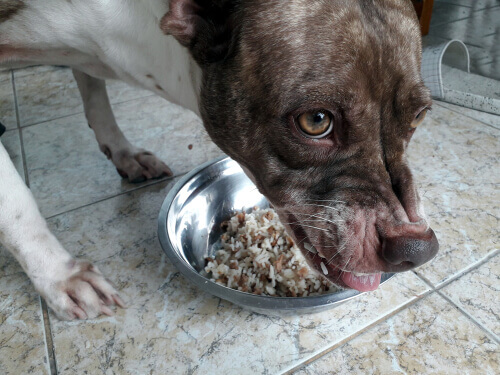 A dog eating homemade food.