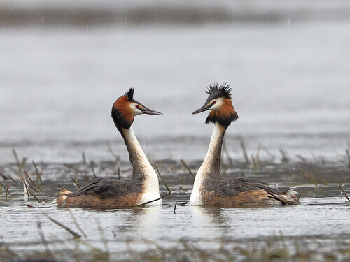 A pair of grebes.
