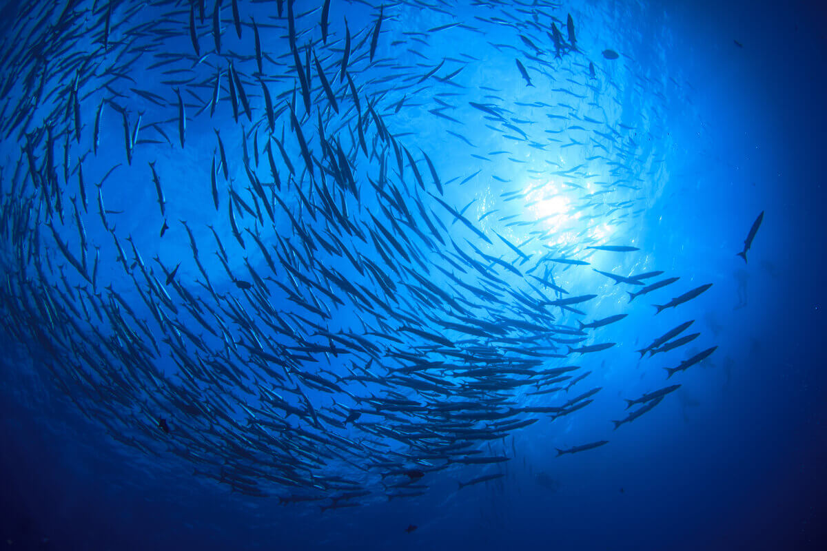 A school of fish in the ocean.