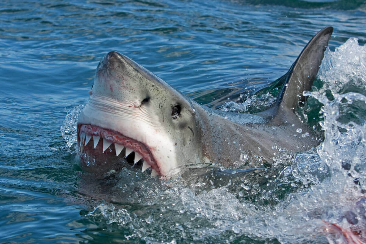 A shark opening its mouth.