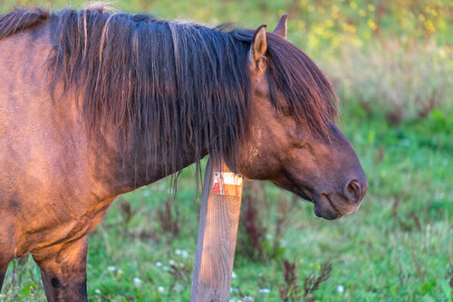 The head and mane of a workhorse.