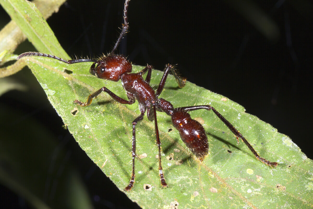 A bullet ant on a leaf.