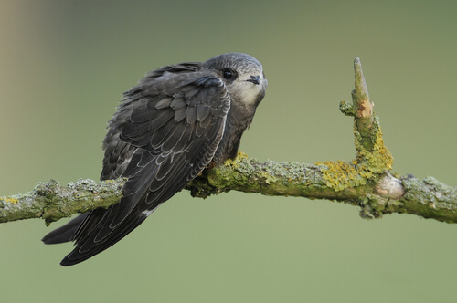 A swift perched on a branch.