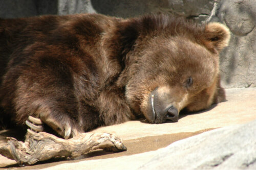 A bear hibernating.