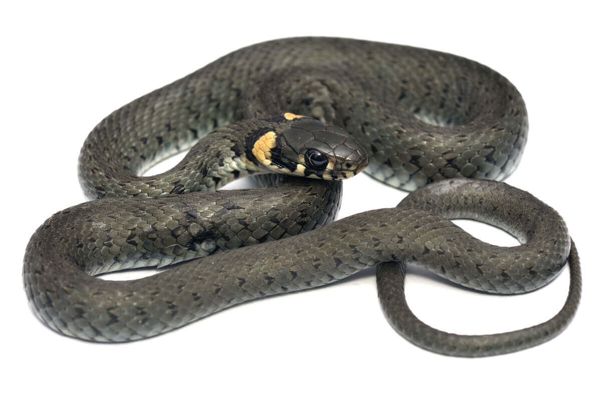 A black grass snake.
