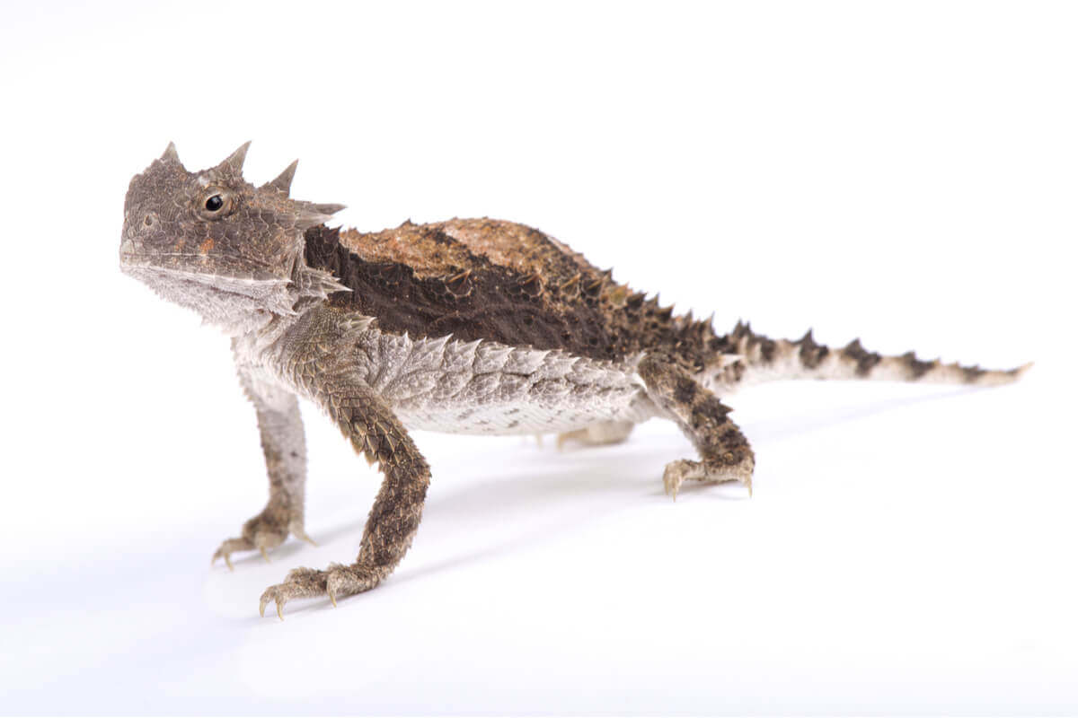 The body of the horned lizard.