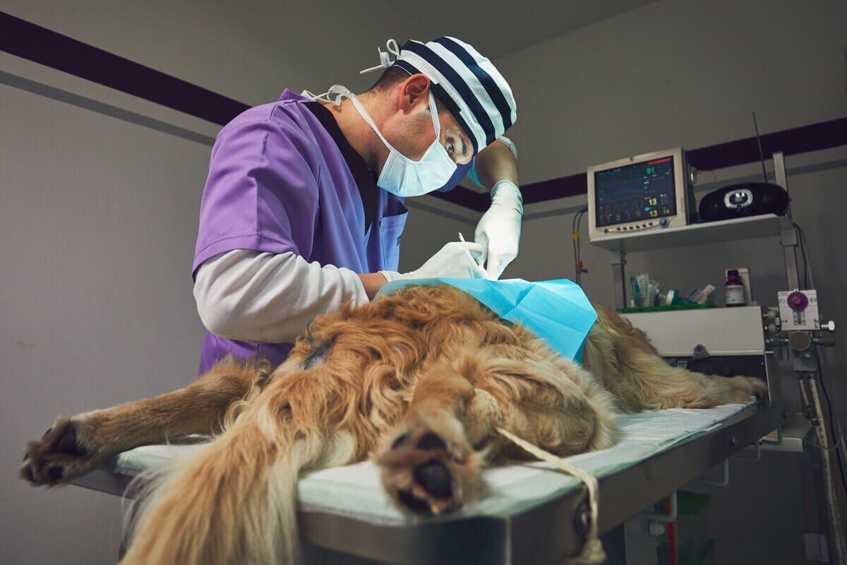A veterinarian operating on a dog.