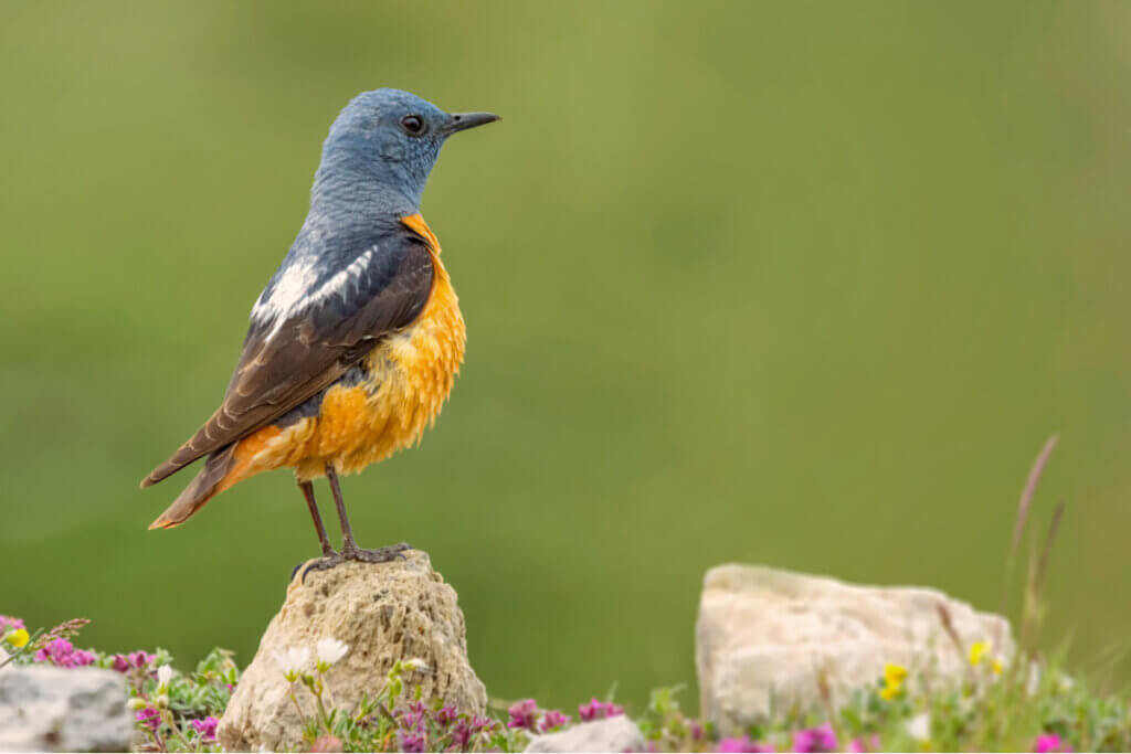 The Fauna of Guadarrama National Park