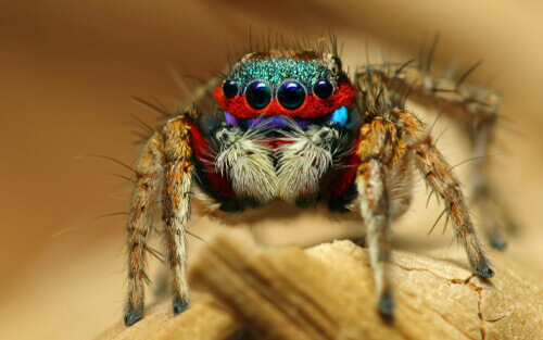 A brightly colored salticid.