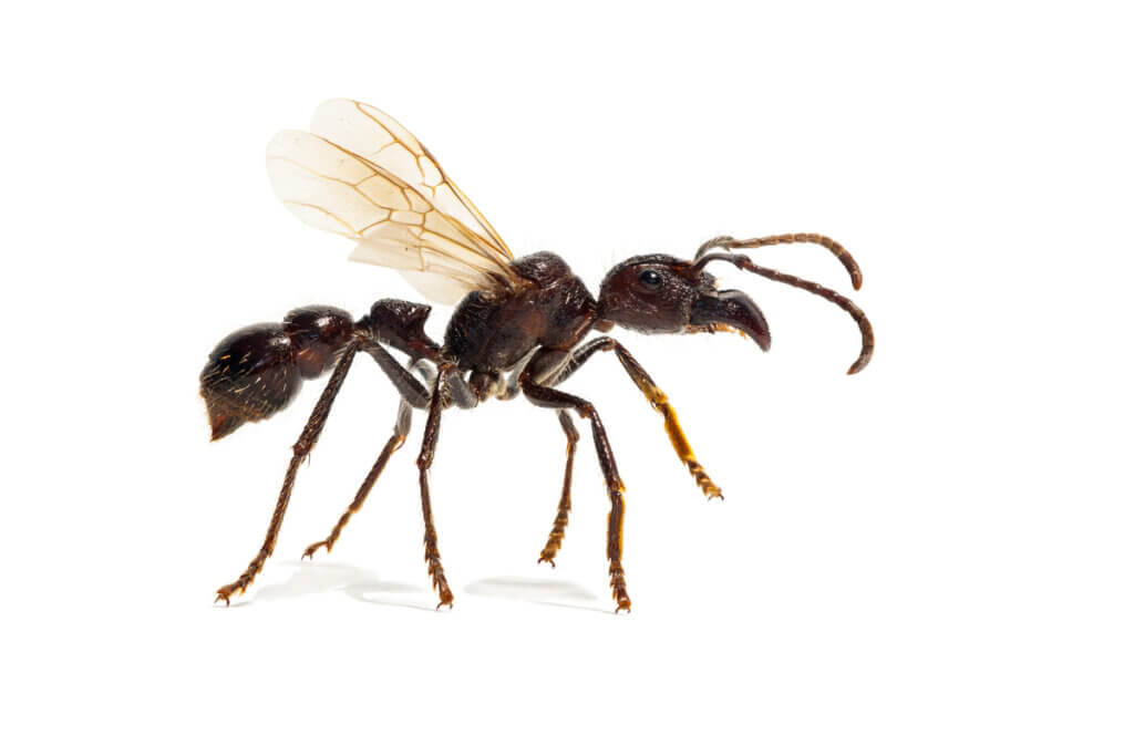 Panda Ant: The Warrior Ant Turned Wasp - My Animals