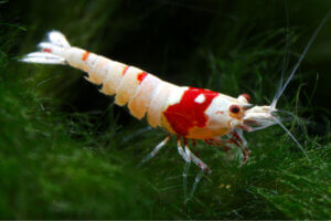 Caridean Shrimp: Where Can They Be Found?