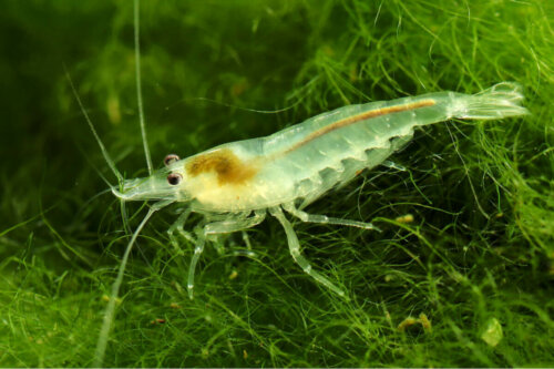 Caridean shrimp encompass a wide variety of speices.