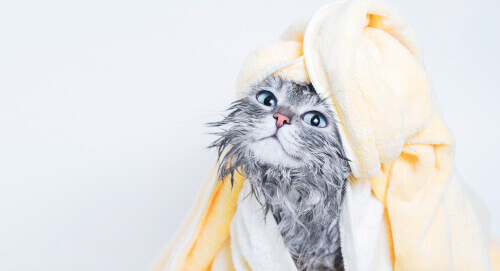 A cat after bath time.