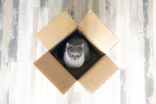 A cat playing in a box.