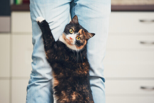 9 Things You Didn't Know Your Cat Loves