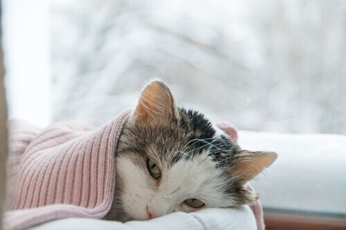 A cat with pneumonia.