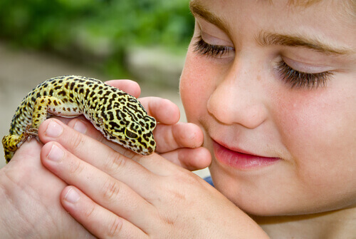 The Common Leopard Gecko Is the Ideal Pet