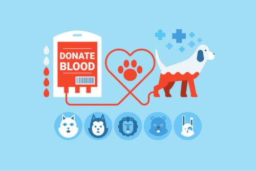 Animal blood donation requires healthy donors.
