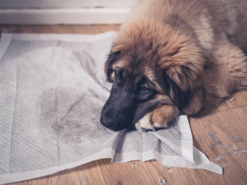 There are many reasons why dogs urinate in the house.