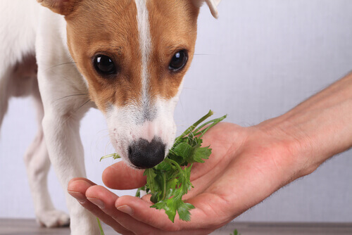 A dog smelling parsley.