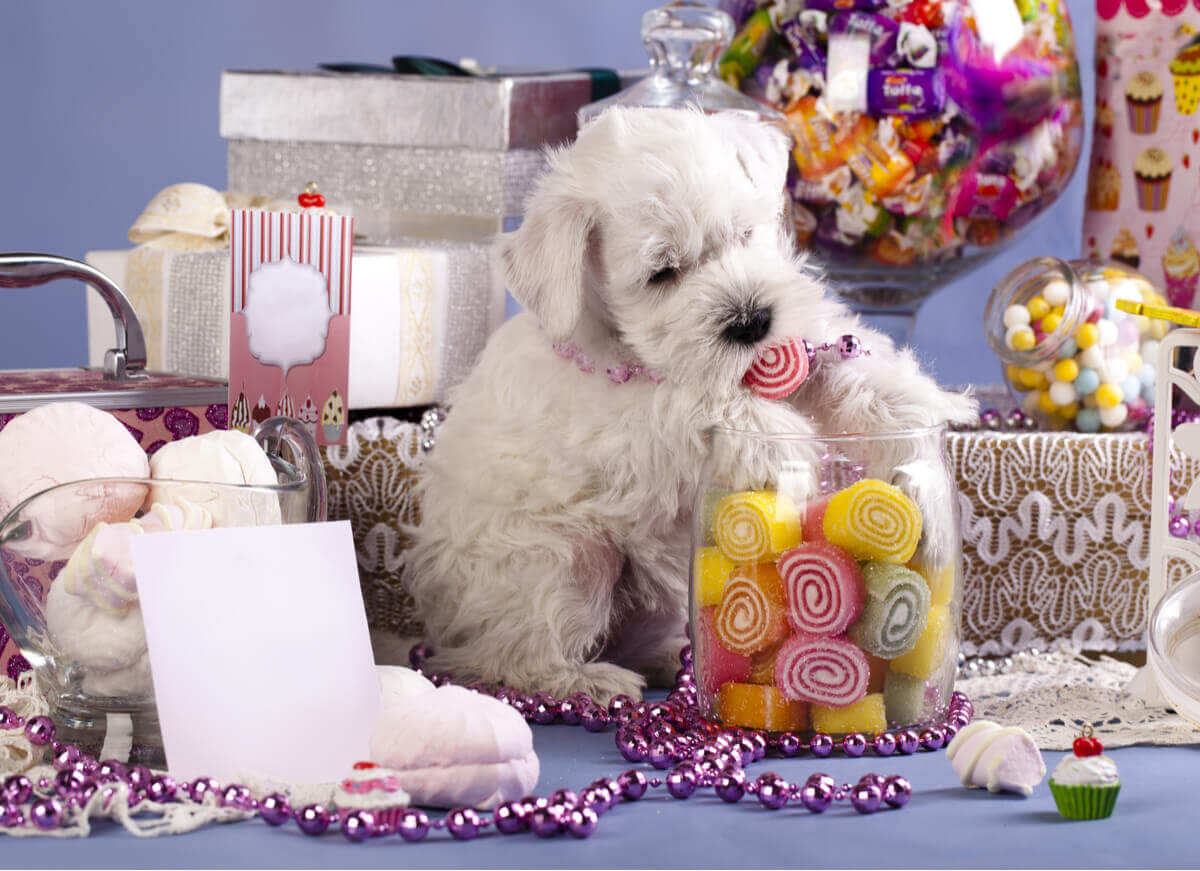 A dog surrounded by candy.