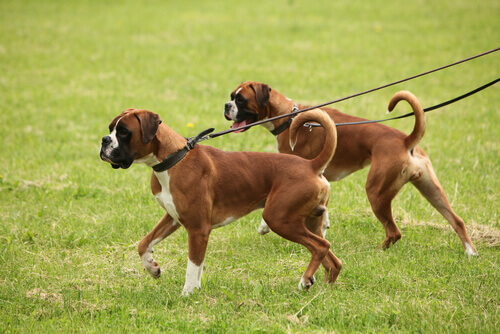 Two dogs on a leash looking at something.