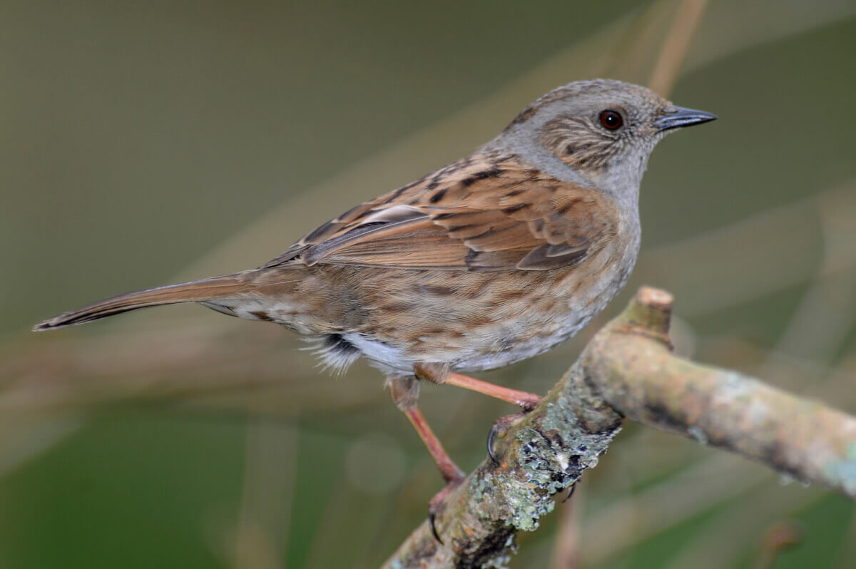 The dunnock inhabits Guadarrama National Park.