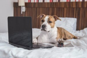 A dog looking at a laptop.