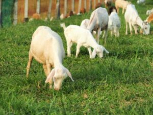 Goats grazing in a field.